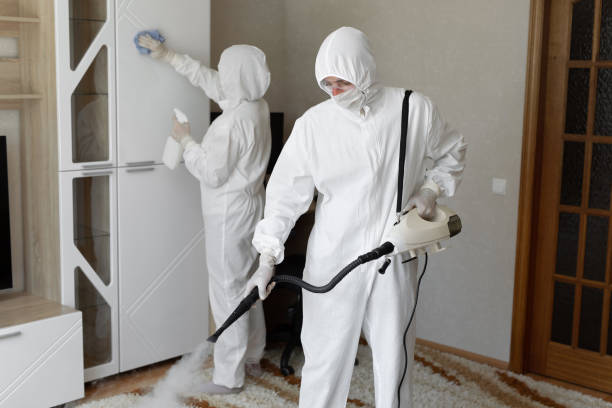 Mold Removal Process in Taylor, AL